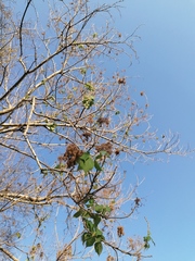 Heliocarpus donnellsmithii