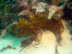 Cristiceps aurantiacus