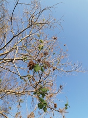 Heliocarpus donnellsmithii