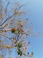 Heliocarpus donnellsmithii