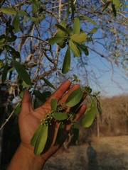 Hippocratea volubilis
