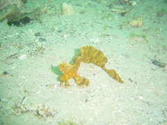 Cristiceps aurantiacus