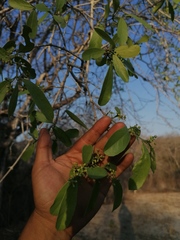 Hippocratea volubilis
