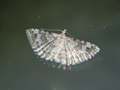 Alucita adriendenisi