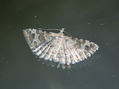 Alucita adriendenisi