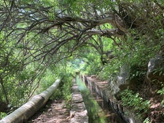 Chloroleucon mangense