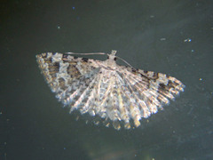 Alucita adriendenisi