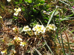 Triphysaria floribunda