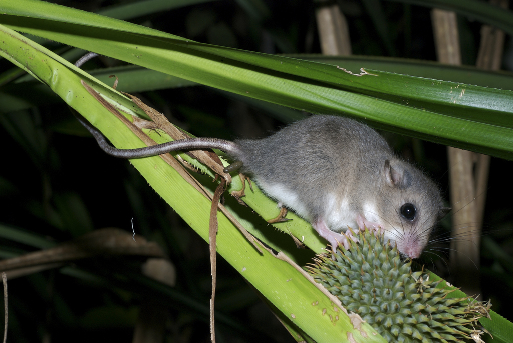 New Guinea Tree Mice