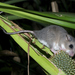 New Guinea Tree Mice - Photo (c) garywwilson, some rights reserved (CC BY-NC), uploaded by garywwilson
