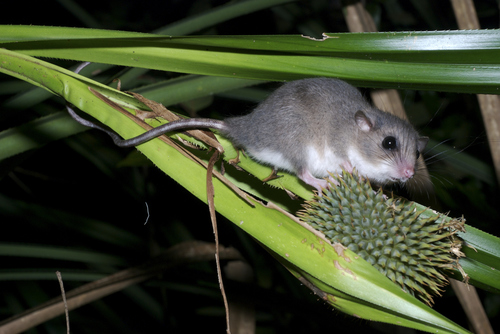 Chestnut Tree Mouse (Pogonomys macrourus) — Least Concern Mammalia