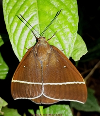 Amauta cacica