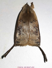 Thioscelis directrix