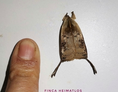 Thioscelis directrix