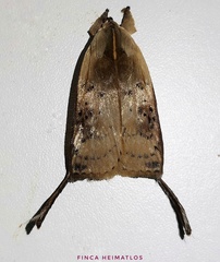 Thioscelis directrix