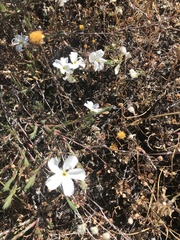 Linanthus dichotomus