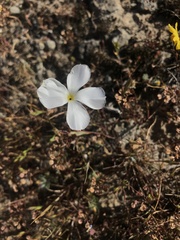 Linanthus dichotomus