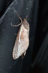 Oxycanus