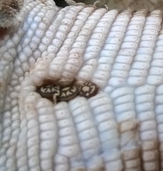 Amblyomma gervaisi