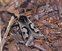 Perigrapha circumducta