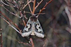 Perigrapha circumducta