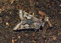 Perigrapha i-cinctum