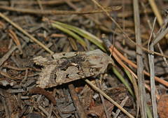 Perigrapha i-cinctum