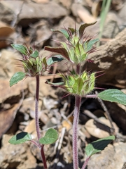 Acanthomintha lanceolata