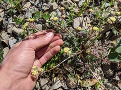 Sanicula saxatilis