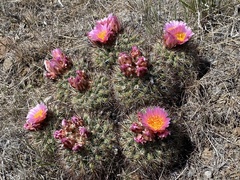 Pediocactus nigrispinus