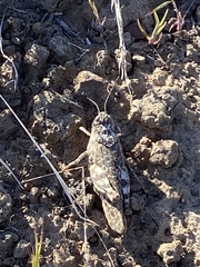 Cratypedes lateritius