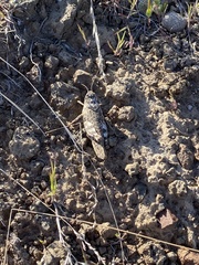 Cratypedes lateritius