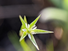 Stellaria nitens