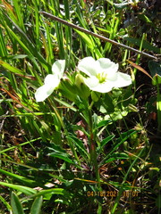 Erysimum concinnum