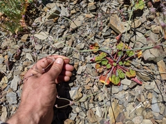 Eriogonum covilleanum