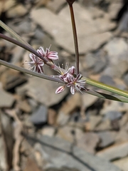 Eriogonum covilleanum