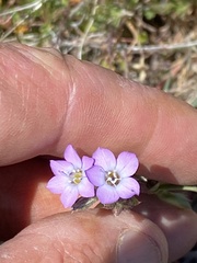 Gilia clivorum