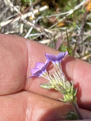 Gilia clivorum