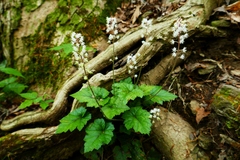Tiarella wherryi