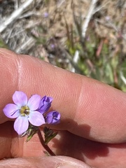 Gilia clivorum
