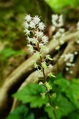 Tiarella wherryi