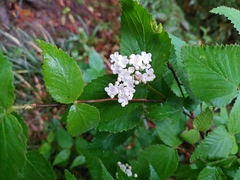 Viburnum erosum