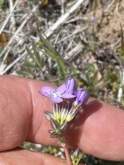 Gilia clivorum