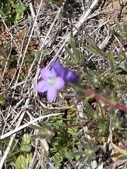 Gilia clivorum