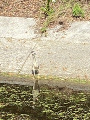 Nycticorax nycticorax image