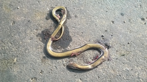 Wallace’s striped snake/ Wallace’s racer, Wallaceophis gujaratensis