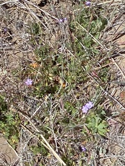 Gilia clivorum