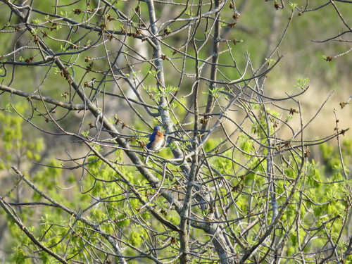 Eastern Bluebird photographed in North Dakota