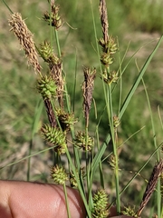 Carex serratodens