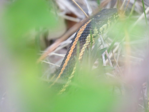 Plains Garter Snake photographed in North Dakota